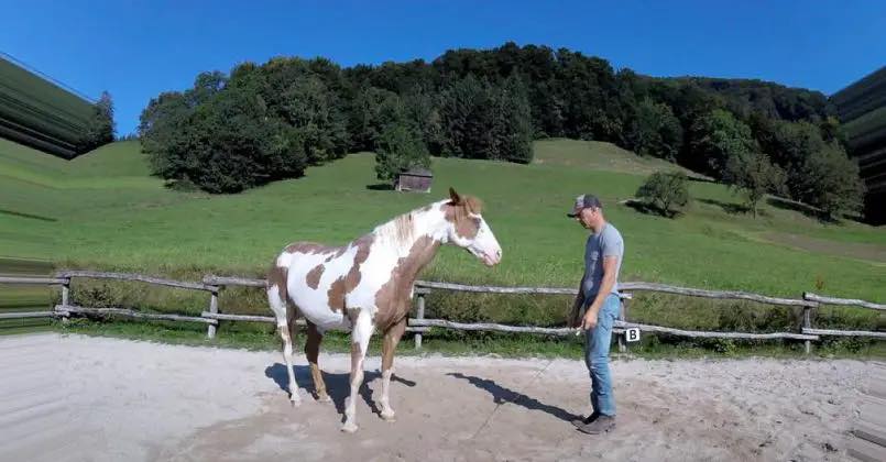 Man Starts Dancing but His Horse Steals the Spotlight
