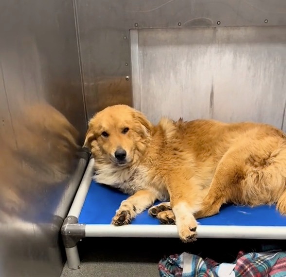 Rescue finds shelter dog being “eaten alive” — gives him the care he needs