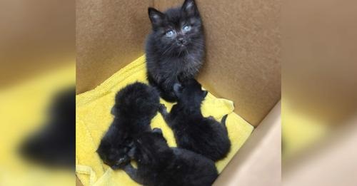 ‘Most responsible kitten in the world’: 6-week-old kitten found caring for three newborns