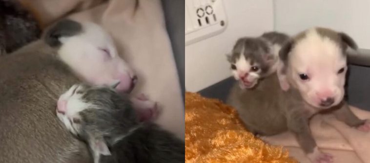 Tiny puppy and kitten, both rejected from their mothers, form the most adorable bond