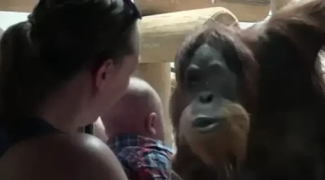 Watch Orangutan’s Adorable Reaction When It Notices This Tiny Visitor…