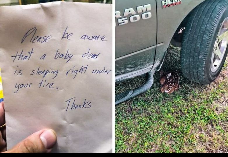 Kind Lady Saves a Baby Deer Sleeping Under a Tire By Leaving Note