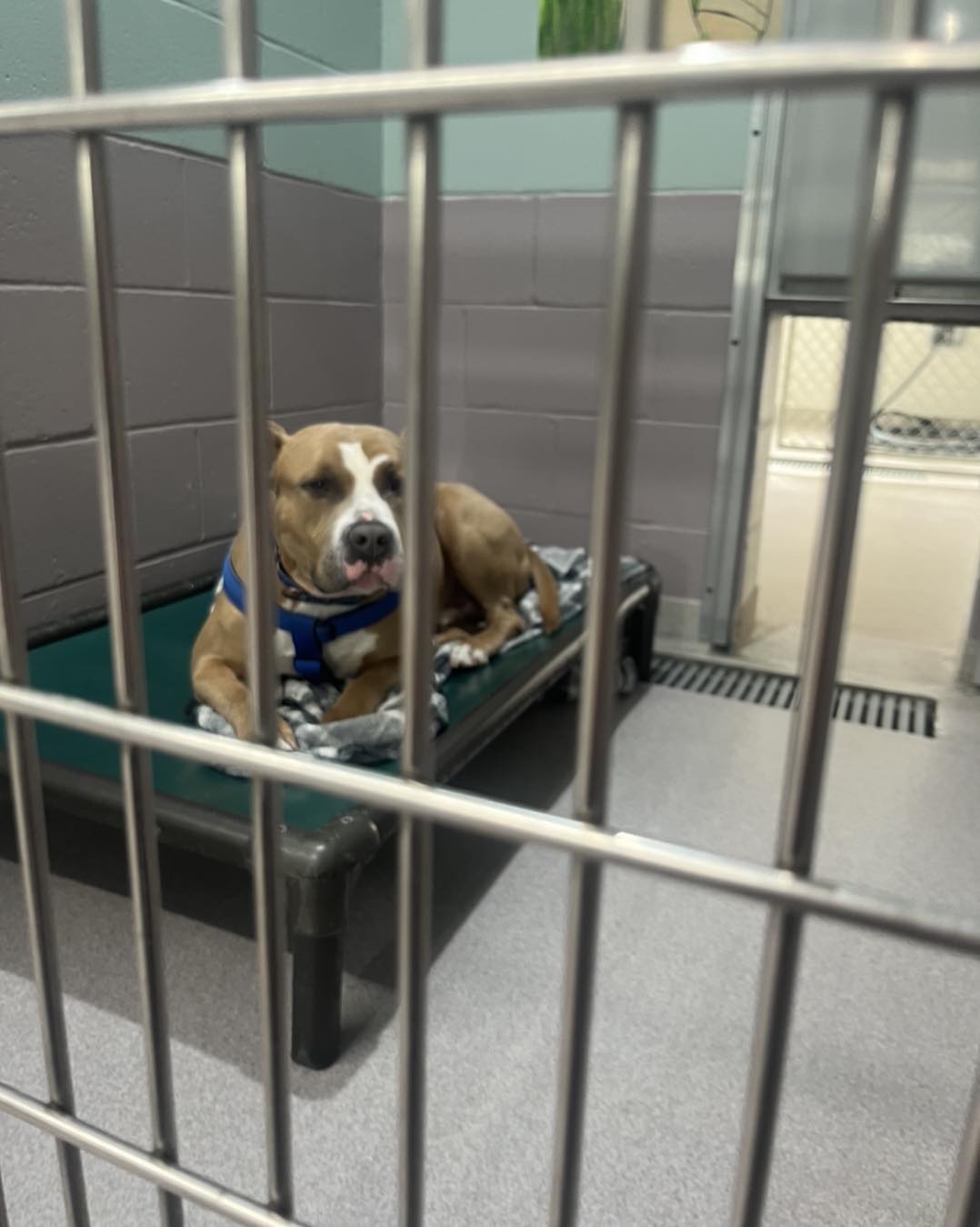 Shelter Dog Overlooked for 210 Days Due to His Intimidating Appearance