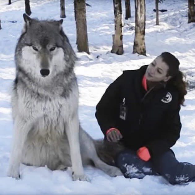 Giant wolf sits down next to woman in viral moment