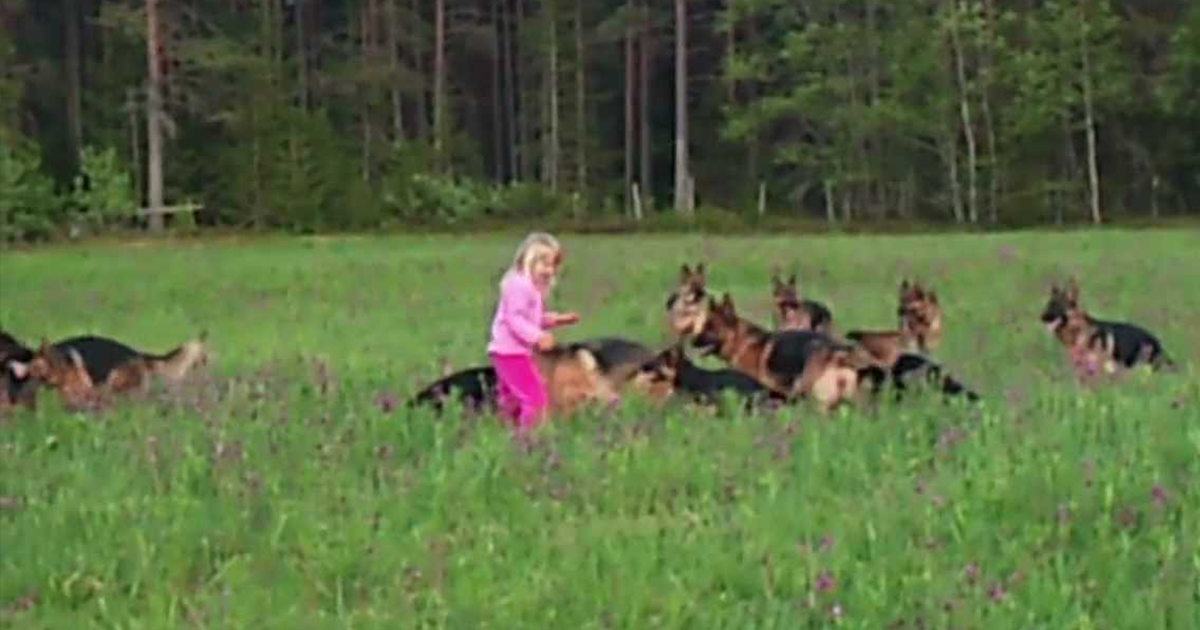 5-year-old girl plays with 14 beautiful German Shepherds