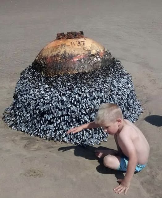 What This Dad Captured at the Beach Sparked an Urgent Response